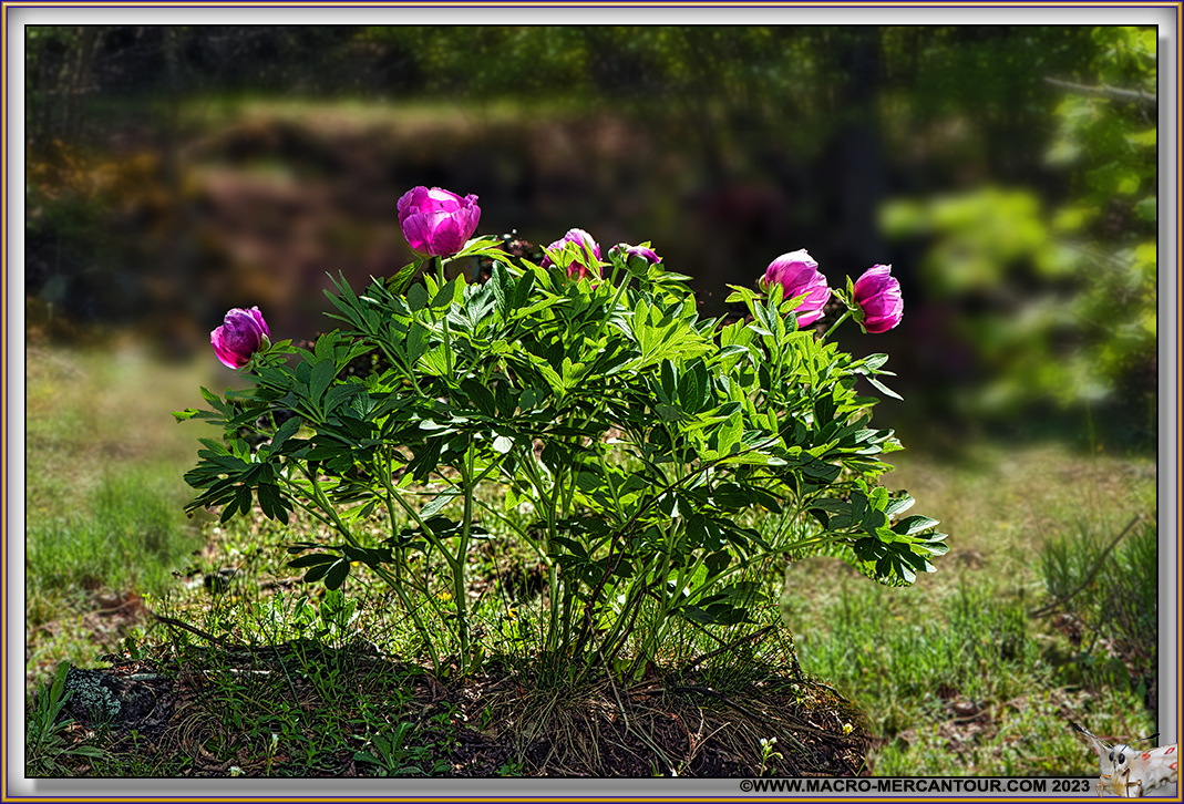 Pivoines